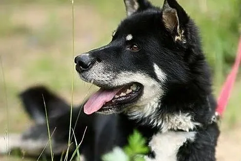 Cudny Mono w typie husky :),  warmińsko-mazurskie 