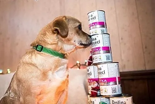 Mała Pralina chętnie dołączy do rodziny z a.,  lub