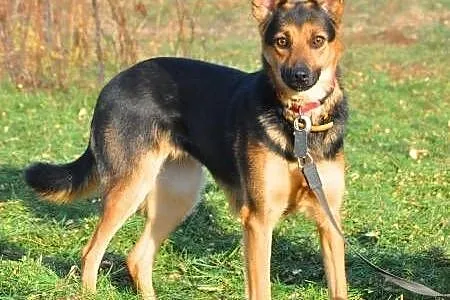 LEJLA - śliczna, kochana owczarkowata sunia szuka 