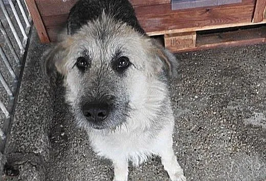Cudowna suczka do adopcji !!!, dolnośląskie Jelen