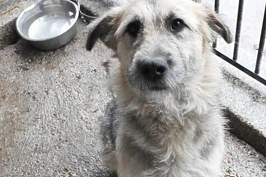 Cudowna suczka do adopcji !!!,  dolnośląskie Jelen