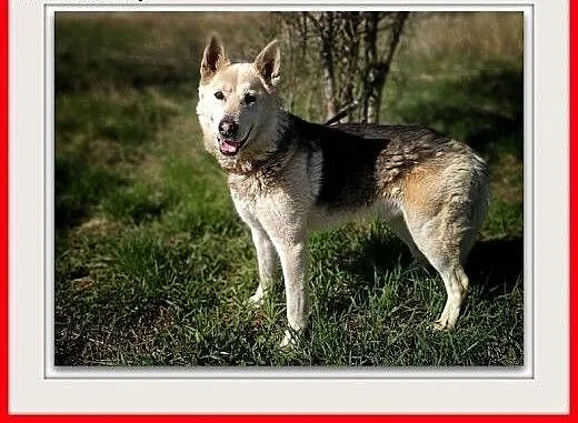 Duży 25 kg,kontaktowy,sympatyczny,towarzyski,szczepiony psiak ŁAJEK.Adopcja., łódzkie Łódź, Łódzkie, Łódź