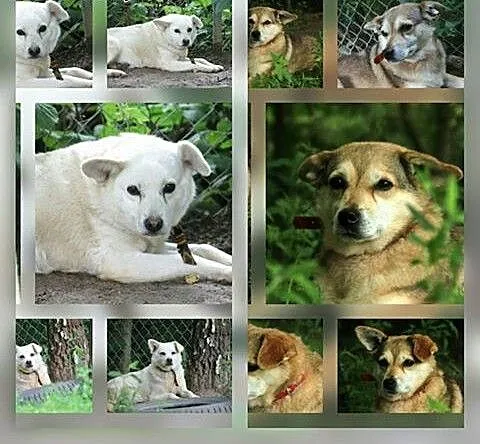 Do adopcji, warmińsko-mazurskie Mrągowo