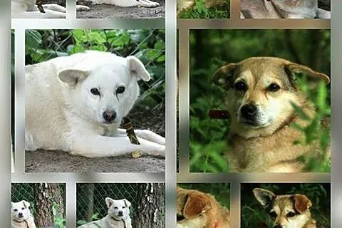 Do adopcji,  warmińsko-mazurskie Mrągowo