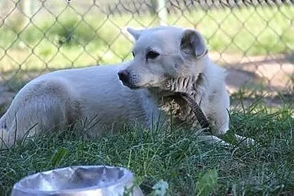 Do adopcji,  warmińsko-mazurskie Mrągowo