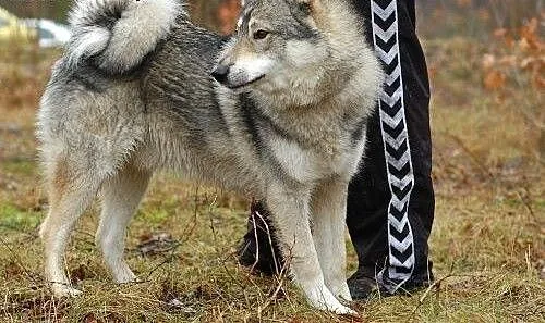 Boy - psi pieszczoch w typie husky szuka odpowiedz
