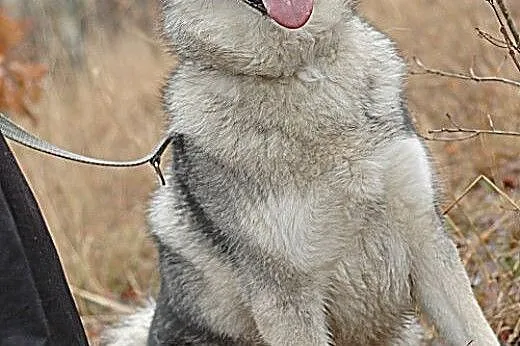 Boy - psi pieszczoch w typie husky szuka odpowiedz