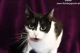 Dalma - biało - czarna kotka, Nowy Dwór Mazowiecki