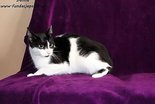 Dalma - biało - czarna kotka, Nowy Dwór Mazowiecki