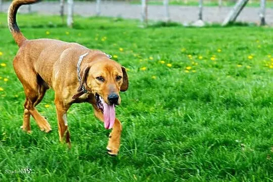 Pluto, młody, przepiękny pies w typie rasy RODEZJA