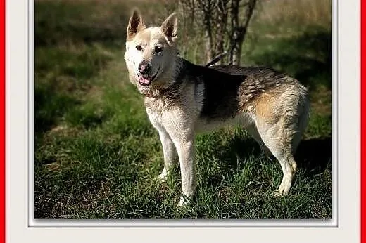 25kg,duży,łagodny pies,szczepiony do domu z ogrode, Gdańsk