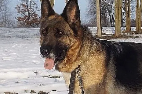 Roxana w typie owczarka niemieckiego,  warmińsko-mazurskie Olsztyn