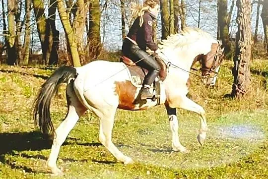 wałach do sportu i ambitnej rekreacji, , 
