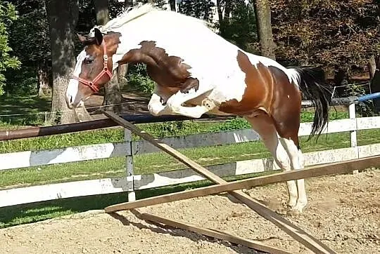 wałach do sportu i ambitnej rekreacji, , 