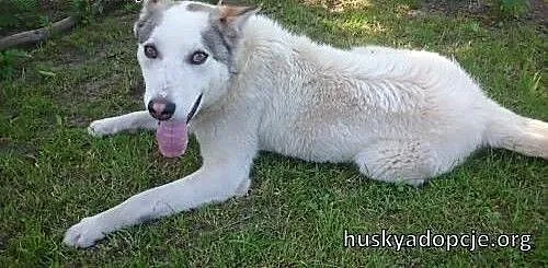 Roki- młody i inteligentny mix husky do adopcji,