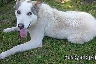 Roki- młody i inteligentny mix husky do adopcji,  