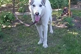 Roki- młody i inteligentny mix husky do adopcji,  