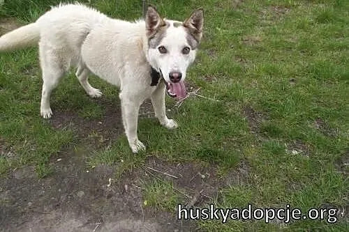 Roki- młody i inteligentny mix husky do adopcji,  