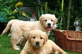 Golden retriever Rodowód Piękne białe złote!