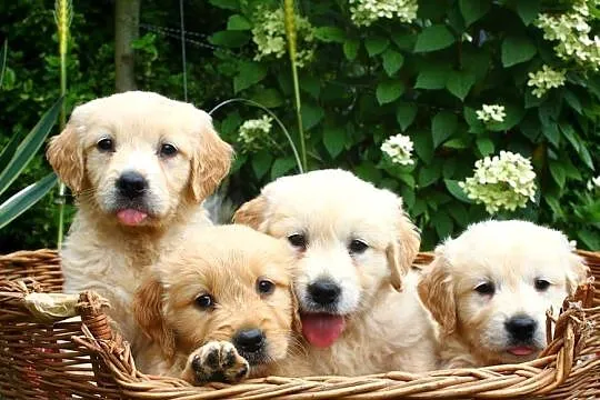 Golden retriever Rodowód Piękne białe złote!, Podkarpackie, Krosno