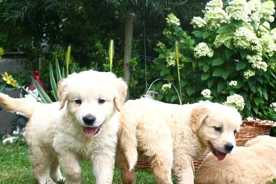 Golden retriever Rodowód Piękne białe złote!, Podkarpackie, Krosno
