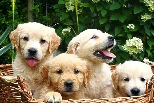 Golden retriever Rodowód Piękne białe złote!, Podkarpackie, Krosno