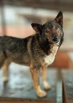 Lara - psi anioł do pokochania!  LARA SZUKA DOMU – CICHY ANIOŁ ZE SCHRONISKA...Lara ma 6 lat i… praw, , Olsztyn