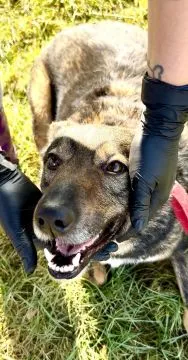 Lara - psi anioł do pokochania!  LARA SZUKA DOMU – CICHY ANIOŁ ZE SCHRONISKA...Lara ma 6 lat i… praw, , Olsztyn