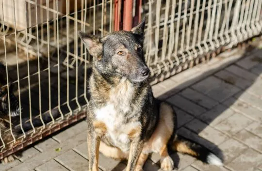 Lara - psi anioł do pokochania!  LARA SZUKA DOMU – CICHY ANIOŁ ZE SCHRONISKA...Lara ma 6 lat i… praw, , Olsztyn