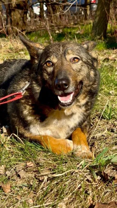 Lara - psi anioł do pokochania! LARA SZUKA DOMU – CICHY ANIOŁ ZE SCHRONISKA...Lara ma 6 lat i… praw, , Olsztyn