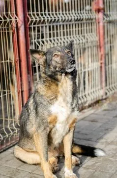 Lara - psi anioł do pokochania!  LARA SZUKA DOMU – CICHY ANIOŁ ZE SCHRONISKA...Lara ma 6 lat i… praw, , Olsztyn