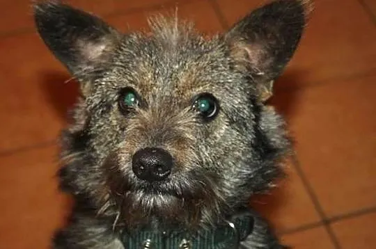 Urocza szyszka do adopcji :),  Kundelki cała Polska