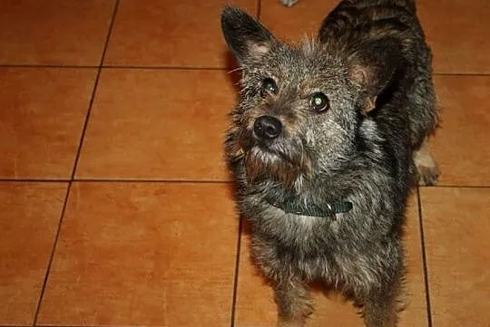 Urocza szyszka do adopcji :),  Kundelki cała Polska, 
