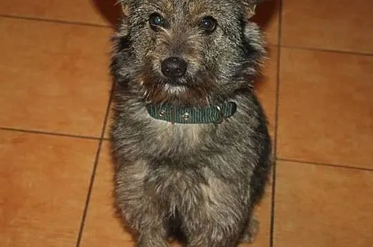 Urocza szyszka do adopcji :),  Kundelki cała Polska, 