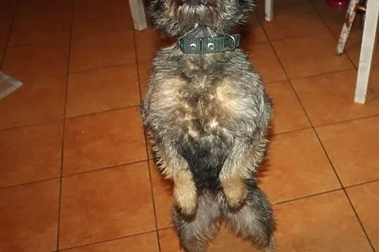 Urocza szyszka do adopcji :),  Kundelki cała Polska, 