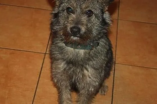 Urocza szyszka do adopcji :),  Kundelki cała Polska, 