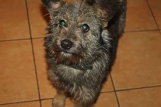 Urocza szyszka do adopcji :),  Kundelki cała Polska, 