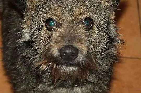 Urocza szyszka do adopcji :),  Kundelki cała Polska, 