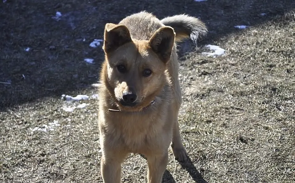 Lisek roczny, rudy psiak w typie owczarka do adopc