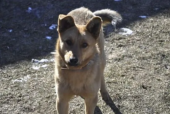 Lisek roczny, rudy psiak w typie owczarka do adopc