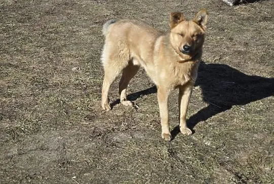 Lisek roczny, rudy psiak w typie owczarka do adopc