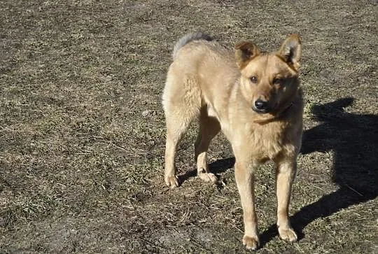Lisek roczny, rudy psiak w typie owczarka do adopc