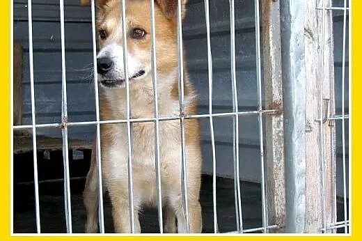 2lata,przyjazny,wesoły,towarzyski piesek REX.Adopcja,  dolnośląskie Wrocław