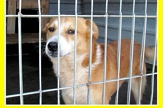 2lata,przyjazny,wesoły,towarzyski piesek REX.Adopc