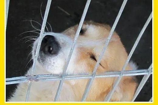 2lata,przyjazny,wesoły,towarzyski piesek REX.Adopc