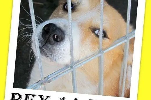 2lata,przyjazny,wesoły,towarzyski piesek REX.Adopc
