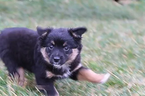 Axel, 12 tygodniowe PUCHATE MALEŃSTWO szuka domu!,