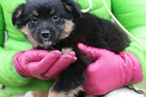 Axel, 12 tygodniowe PUCHATE MALEŃSTWO szuka domu!,