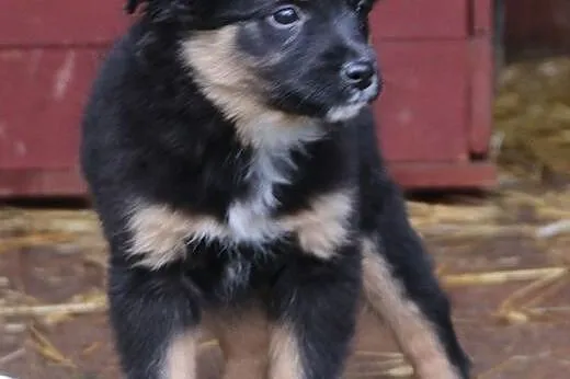 Axel, 12 tygodniowe PUCHATE MALEŃSTWO szuka domu!,