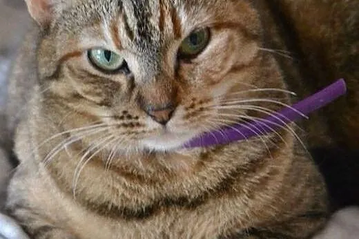 Opiekuńcza i przyjacielska buralka MUMMY poleca si